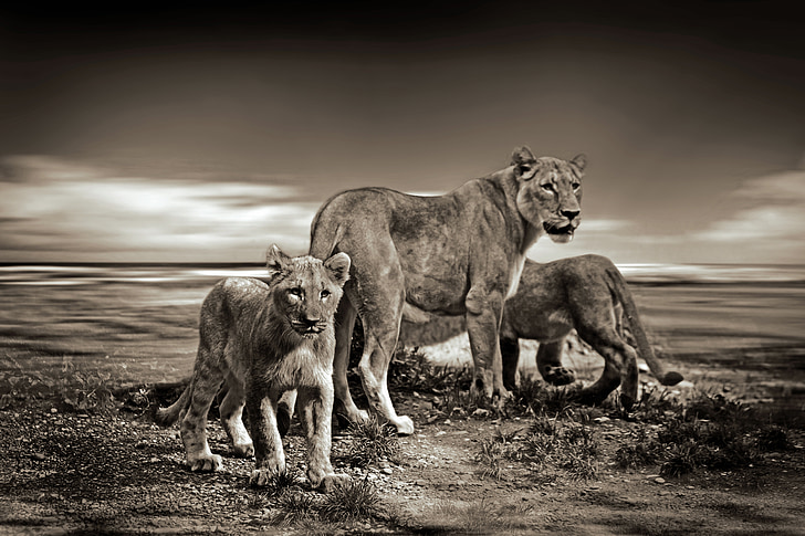 lav, lavovi, divlje životinje, Safari, životinja, biljni i životinjski svijet, Životinjski svijet