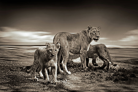 lion, lions, wild animal, safari, animal, wildlife, animal world
