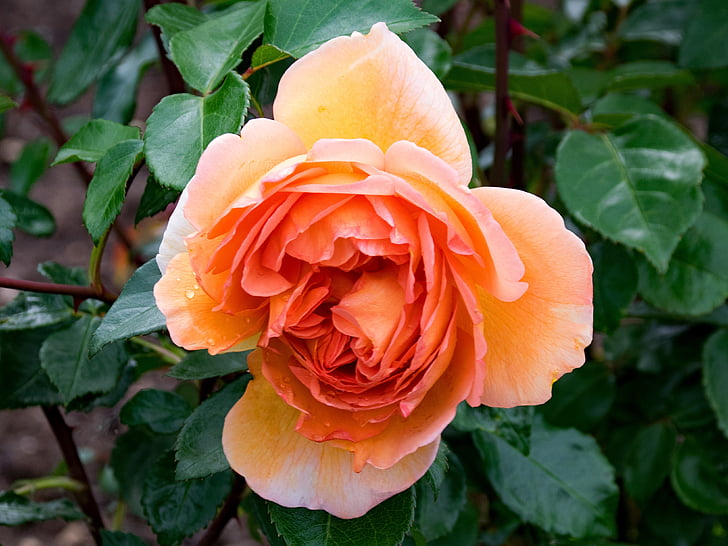 Anglais, Rose, Pat austin, fleurs, abricot, orange, Blossom