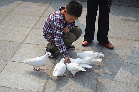 boy, pigeons, bird, feed, feeding, park