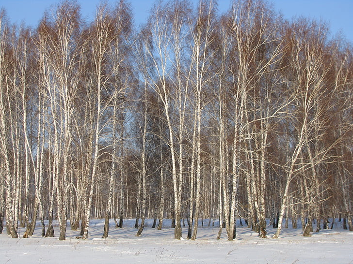 bosque, invierno, abedul