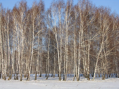 лес, Зима, береза