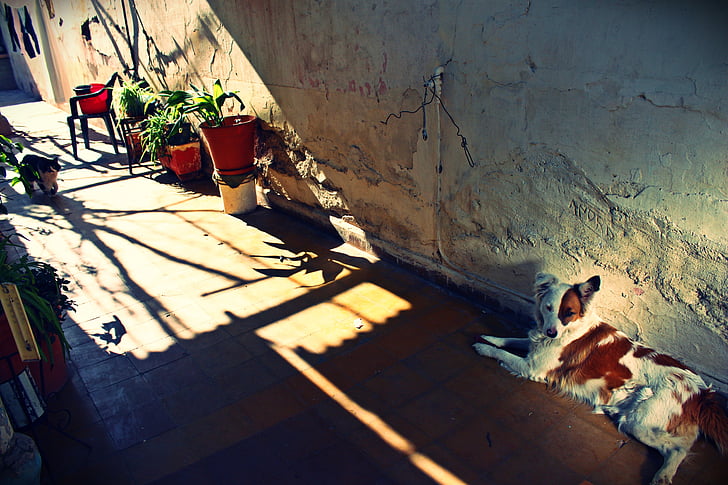 patio, old, dog, animals, dirty, architecture, street