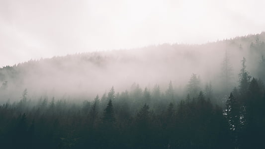 自然, 树木, 森林, 伍兹, 吸烟, 雾, 阴霾