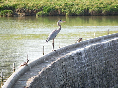Great blue heron, con chim, động vật hoang dã, Thiên nhiên, nước, rùa, Dam