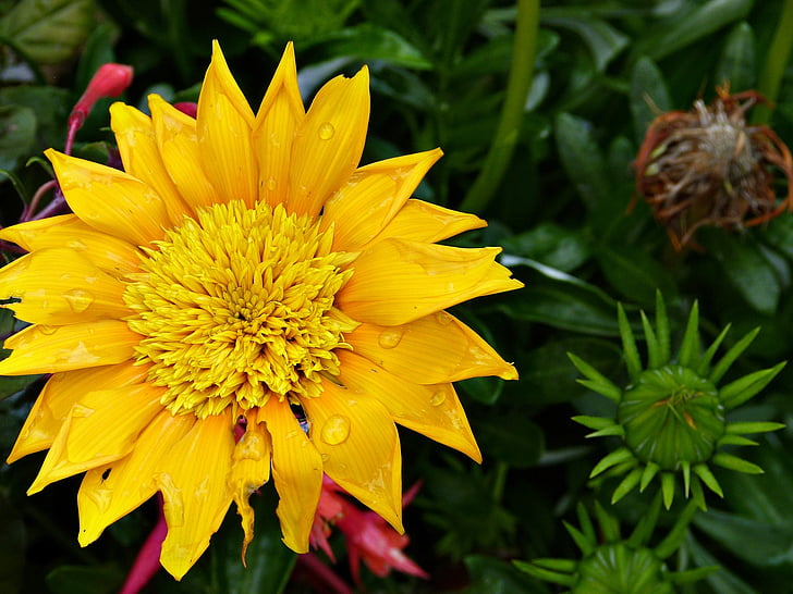 cvijet, vodene kapi, kiša, žuta, biljka, priroda, latica