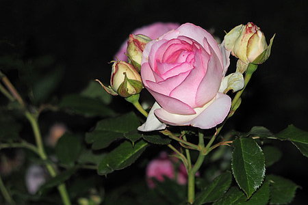 Rožė, naktį, rožinė, žiedų, žydėti, pumpuras, gėlė