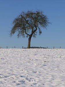 zimné, pole, strom, sneh, polia, mrazivé, zasnežené