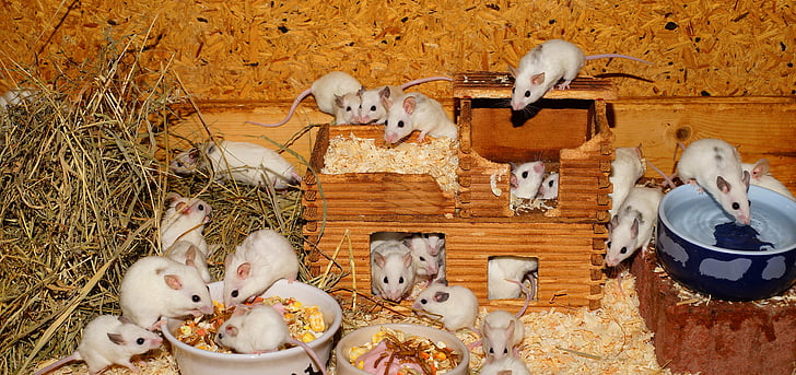ratos, Mastomys, bonito, roedores, fechar, peles, doce
