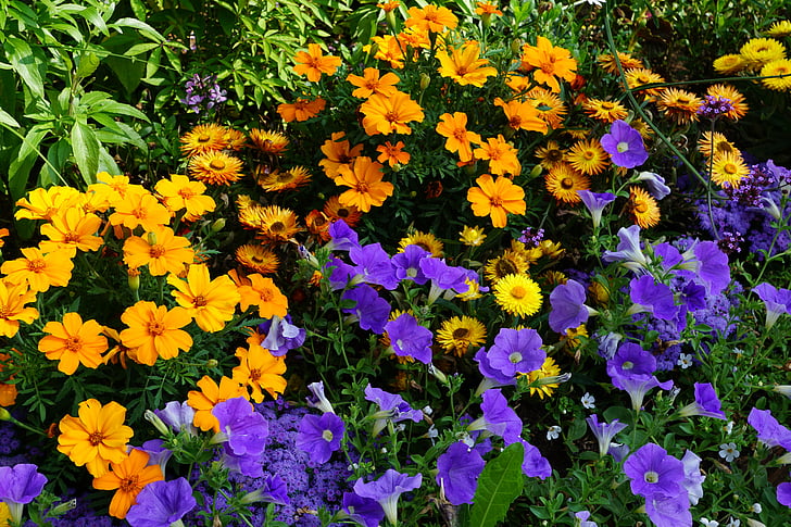 blomster, eng, natur, grønn, fargerike, blomst, gul