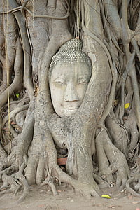 Ayutthaya, Buda, Wat mahathat, steinbuddha, vodja, koren, kamen