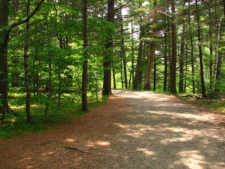 trail, path, trees, hiking, park, nature