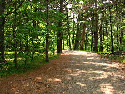 sentier, chemin d’accès, arbres, randonnée pédestre, Parc, nature