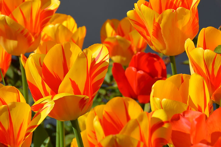 tulipes, flor de tulipa, flors, vermell, groc, taronja, verd