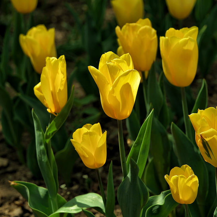 taustvalgus, Tulip, lillede keel, loodus, lill, kollane, kevadel