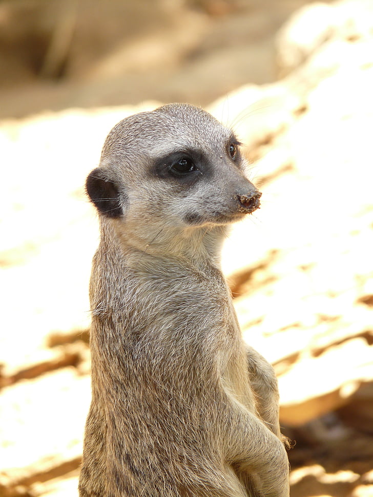 meerkat, 동물, 포유 동물, 아프리카, 동물원, ausschau, 시계