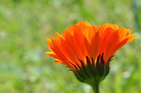 kwiat, kolor pomarańczowy, Flora, martw się