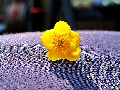 Buttercup, makro, žlutý květ, okvětní lístky, Příroda, Bloom, jaro