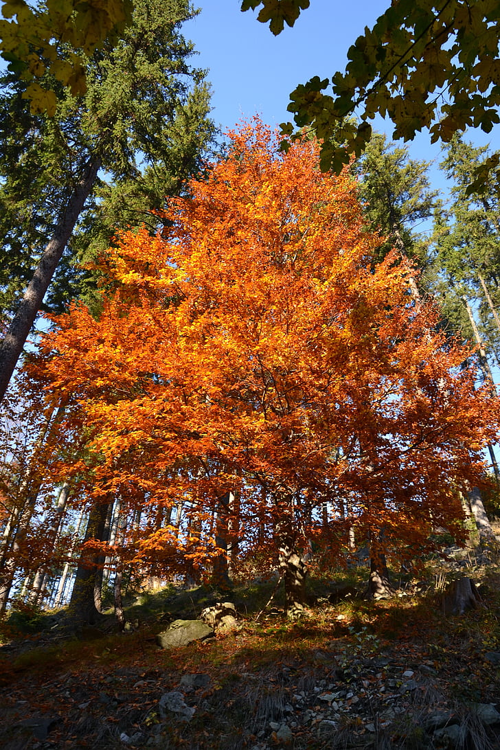 Příroda, podzim, stromy, barvy lesa