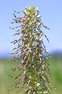 Orchis-Ziege, Blume, Natur