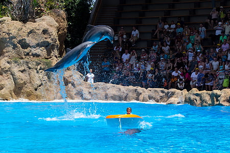 golfinhos, show de golfinho, demonstração, meeresbewohner, show de animais