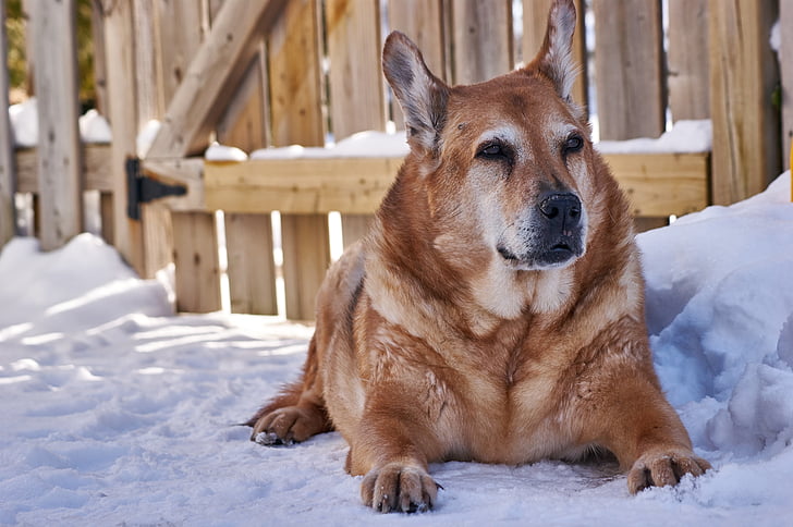 šuo, vyresnysis, naminių gyvūnėlių, žiemą, lauke, apsauga