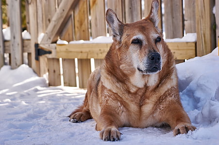 pies, Senior, zwierzętom, zimowe, na zewnątrz, Osłona