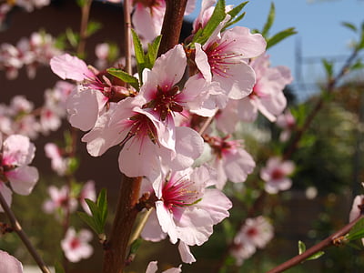 almond blossom, pohon almond, almond, musim semi, merah muda, bunga, musim semi kebangkitan