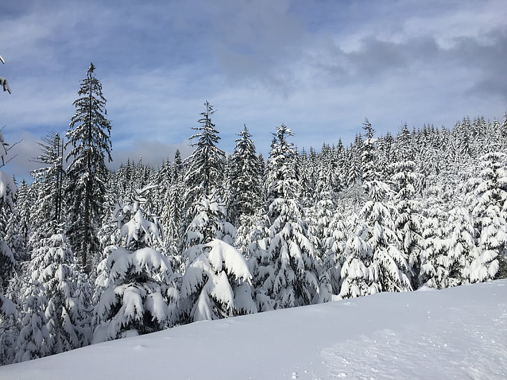 Vinter, snø, Wisla, skog, Evergreen