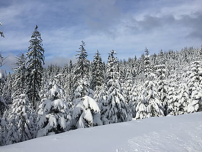 ziemas, sniega, Azs, meža, Evergreen