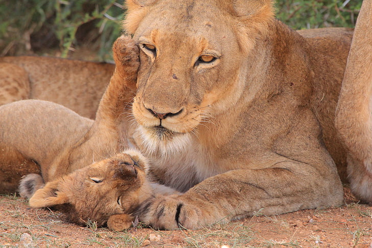 lauvēns, māte, jaunais, ligzdot, daba, mīlu, mātes un bērna