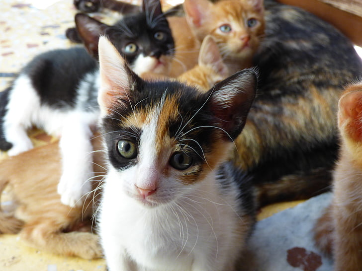Evcil hayvan, Kediler, Gat, kedi, yavru kedi, hayvanlar, güzel kedi