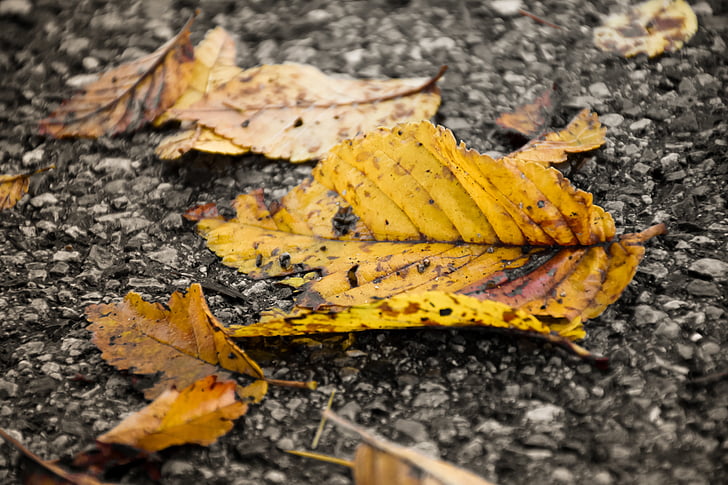 list, podzim, žlutá, strom, Příroda, na podzim, černá a bílá