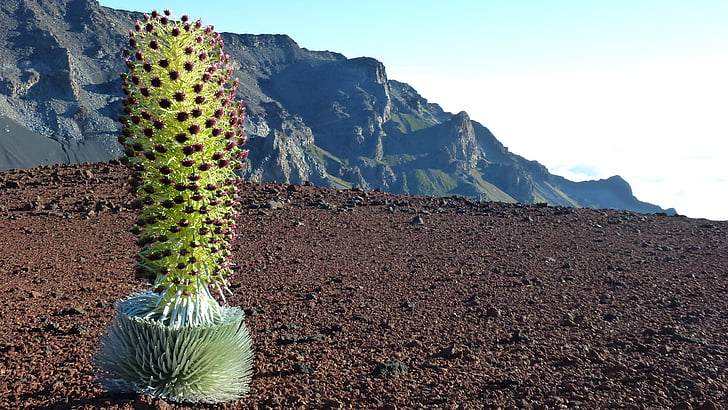 thistle de plata, roca volcánica, Maui, cactus, montaña, espina, desierto