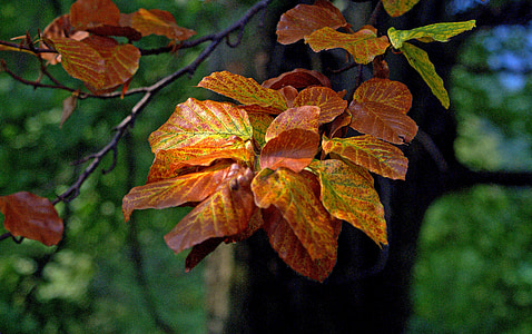 follaje, hojas de haya, árbol, haya, Closeup, planta, verde