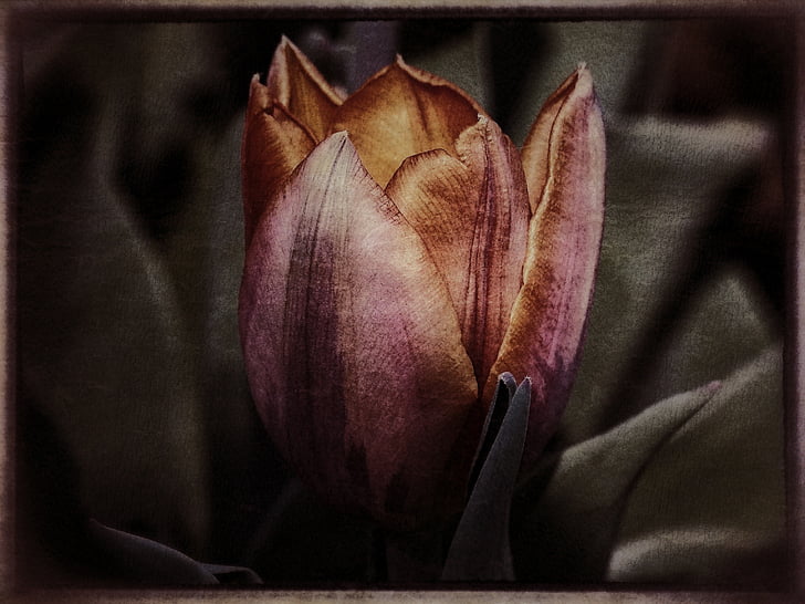 Tulip flower, kevään, Luonto, grungy tyyli, runko, rakenne, kasvi