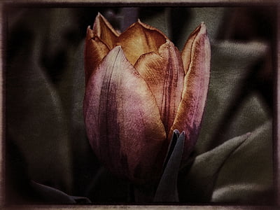 Tulip blomst, våren, natur, grungy stil, ramme, tekstur, anlegget