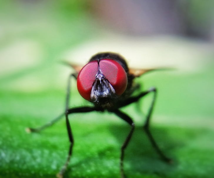 Домашна муха, лети, животните, Грийн, макрос, насекоми, едно животно