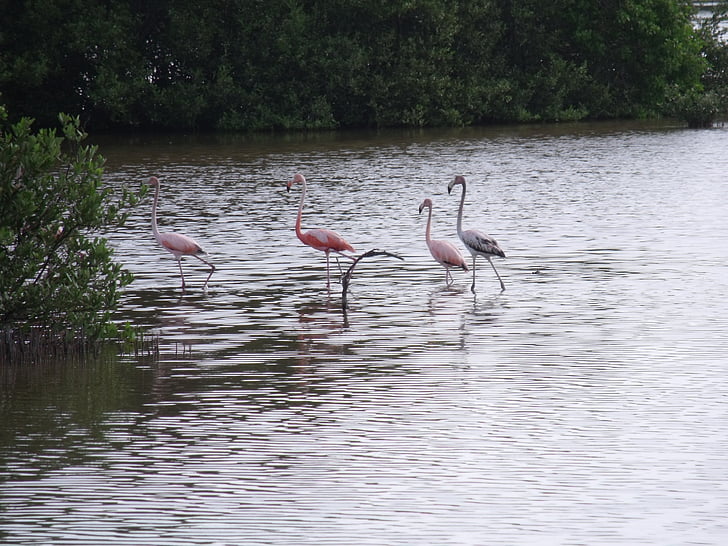 flamingi, mangrowe bagna, Kuba, Cayo coco