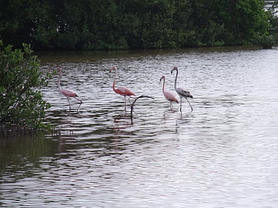 flamingos, do mangue, Cuba, Cayo coco