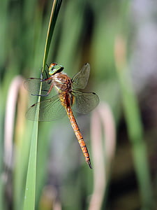 Dragonfly, insekt, naturen, trädgård, makro, fauna, Orange dragonfly