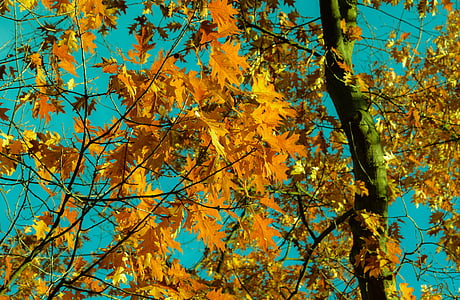 pobočka, svetlé, zmeniť, Farba, životné prostredie, jeseň, Flora
