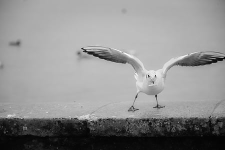 seagull, flight, bird, beach, switzerland, lake, white