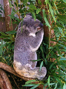 Koala, Austrália, zviera, strom, milý, medveď, eukalyptus