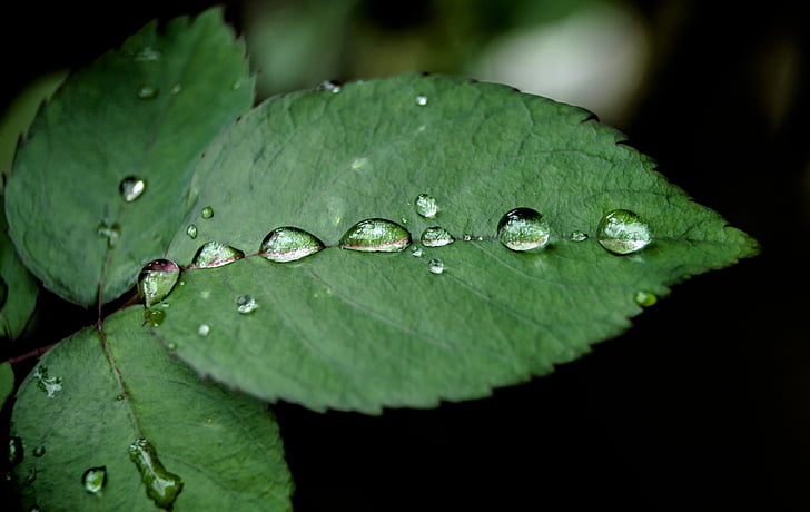 voda, dropletu, Příroda, venkovní, list, listy, prostředí