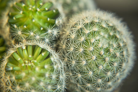 cactus, planta, macro, verde, naturaleza, suculenta, cactus