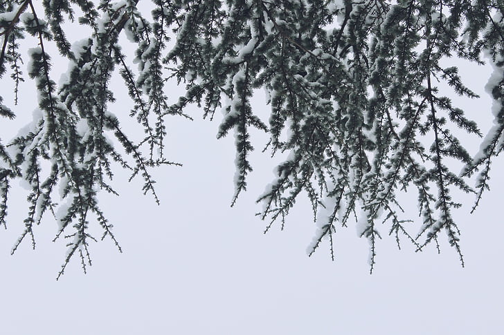 grenar, snö, vinter, naturen, träd, kalla, vit