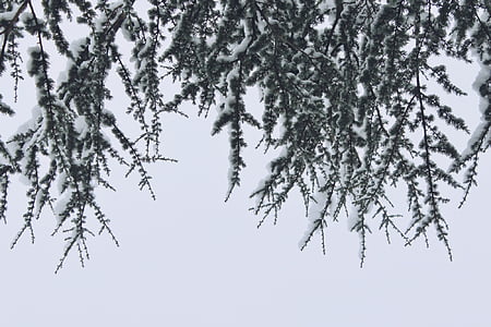 branches, neige, hiver, nature, arbre, froide, blanc