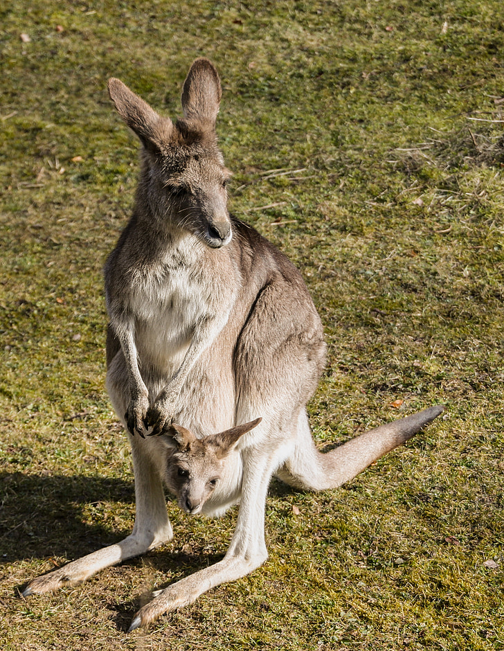 Kangaroo, túi, trẻ con vật, đầu, sở thú, Tiergarten, Úc