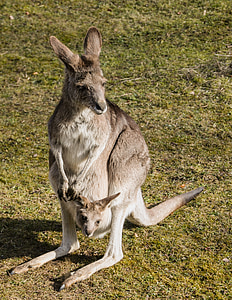kangaroo, bag, young animal, head, zoo, tiergarten, australia